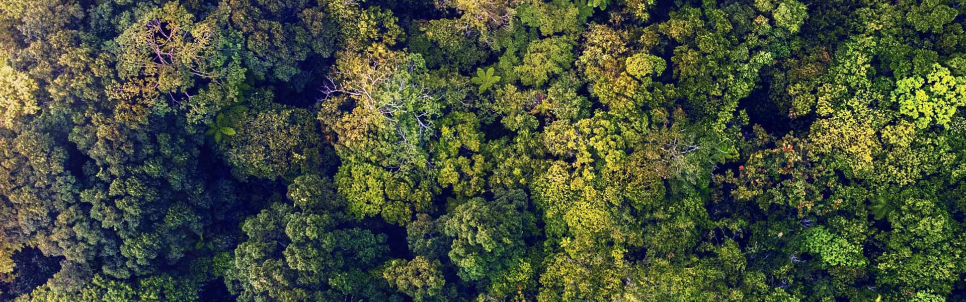 Bird's eye view of the forest